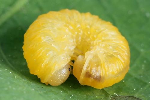 Réf. 223 202 : Periclista lineolata